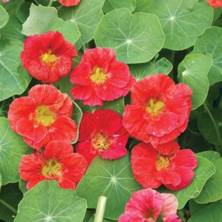 Cherry Rose Nasturtium Thumbnail